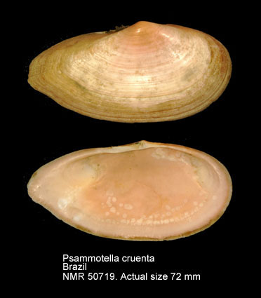 Psammotella cruenta (2).jpg - Psammotella cruenta(Lightfoot,1786)